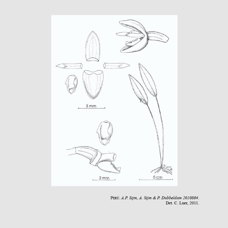 Ancipitia dubbeldamii